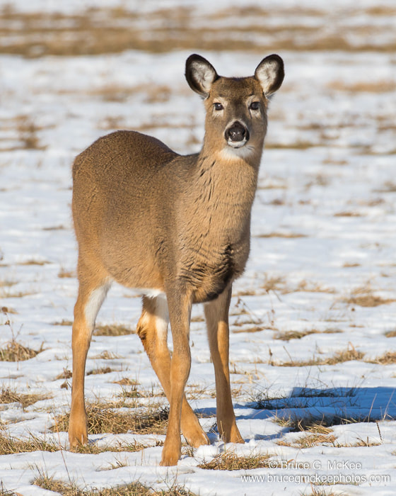 Photo of a White-tailed Deer doe