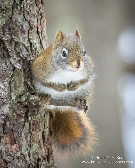 Photo of a Red Squirrel sitting on a small tree branch.