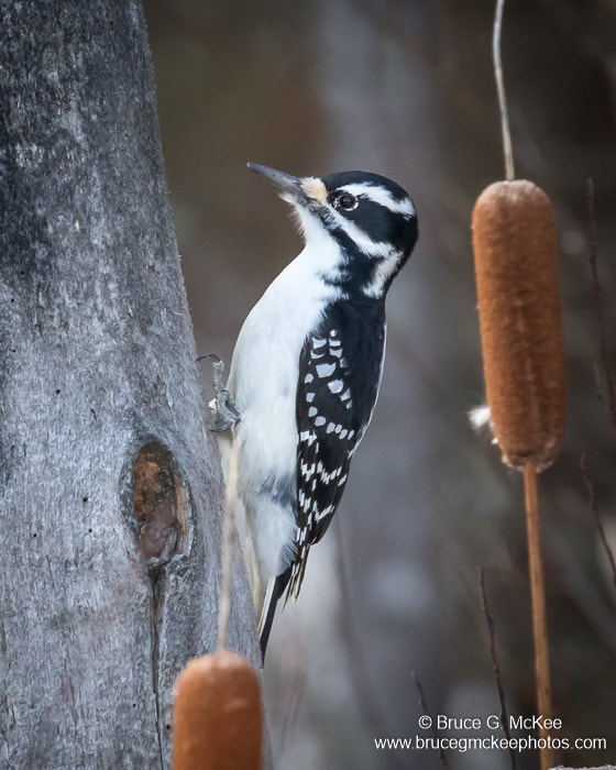 Photo of a Hairy Woodpecker