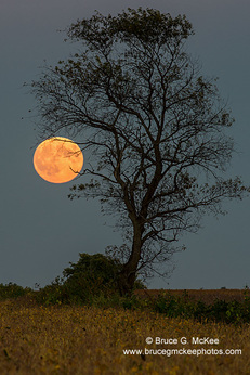 Super Moon and a Lone Tree