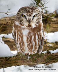 Photo of Norther Saw-whet Owl