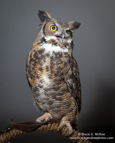 Great-horned Owl photo