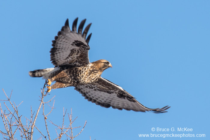 Photo of a Rough-legged Hawk flying