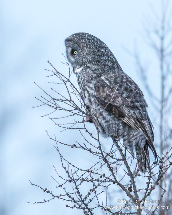 Photo of a Great Grey Owl perched in a tree at dusk.