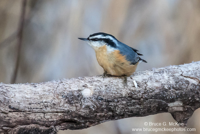 Photo of a Red-breasted Nuthatch perched on a branch.