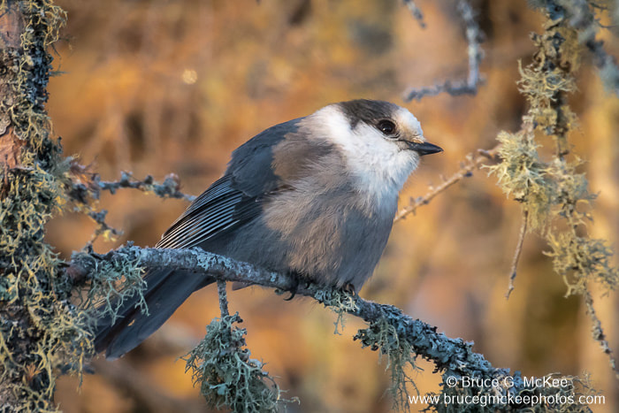 Photo of a Gray Jay perched on a branch.