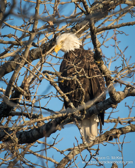 Photo of a Bald Eagle perched in a tree.