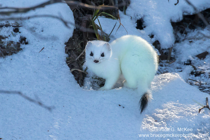 Photo of an Ermine (Black-tailed Weasel)
