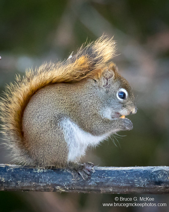Photo of a Red Squirrel