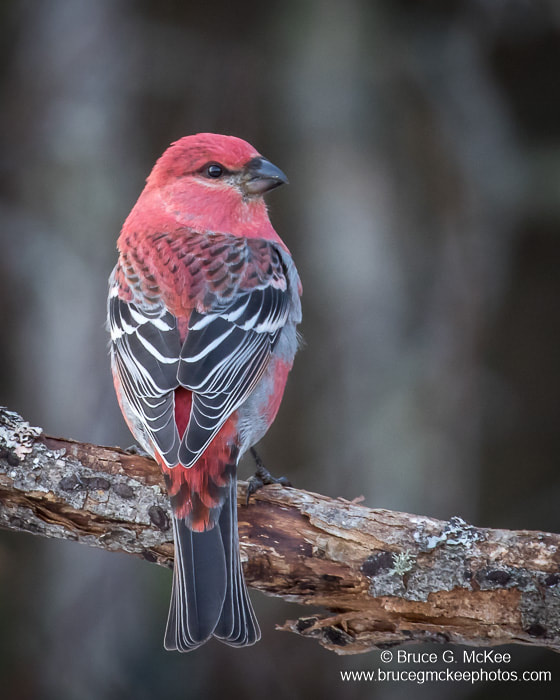 Photo of a male Pine Grosbeak perched on a branch.