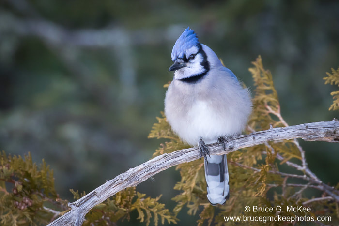 Photo of a Blue Jay perched on a branch.