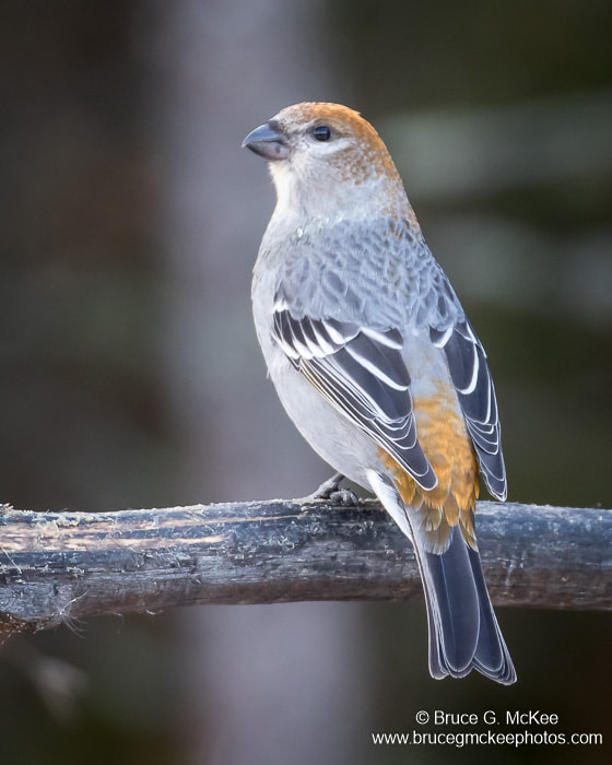Photo of a female Pine Grosbeak perched on a branch.