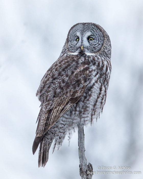 A Great Gray Owl perched on a tree top