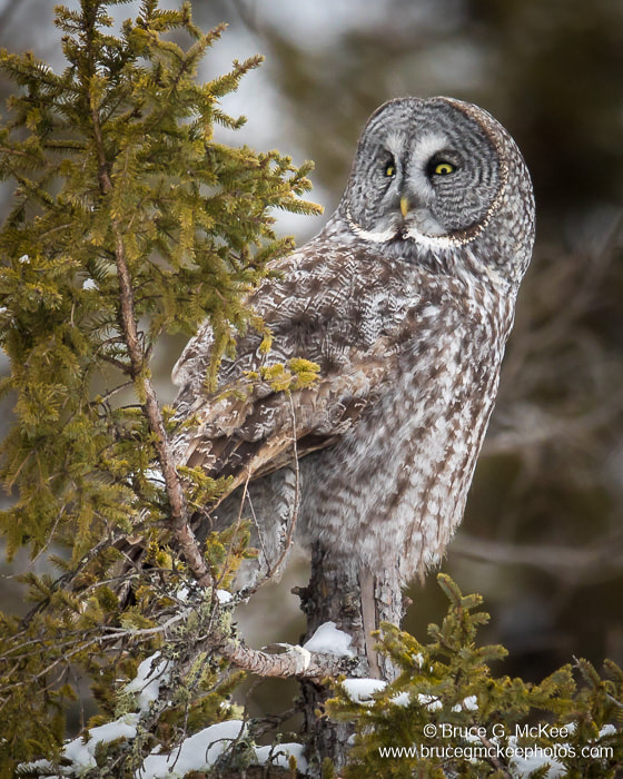 A Great Gray Owl perched in a pine tree