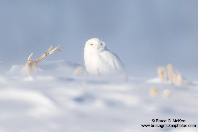 An all white Snowy Owl flying sitting in a snow covered farm field