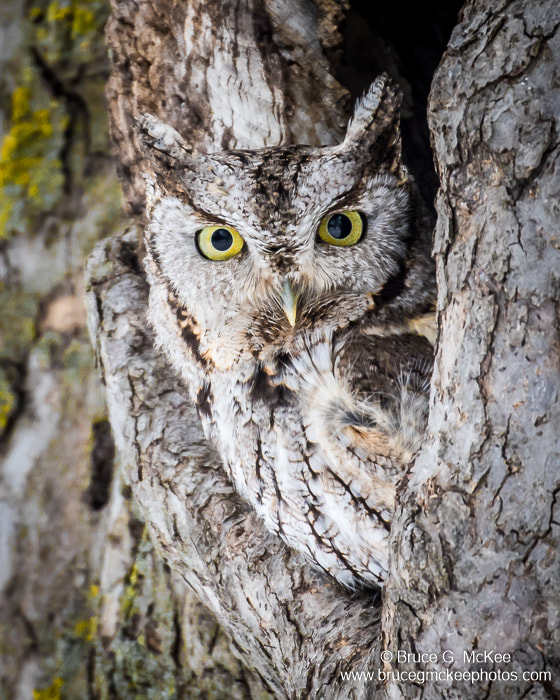 Eastern Screech Owl photo