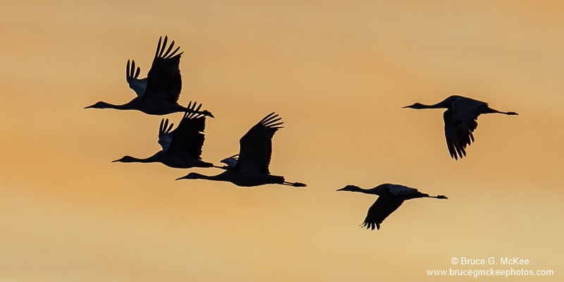 Sandhill Cranes flying at Sunrise photo