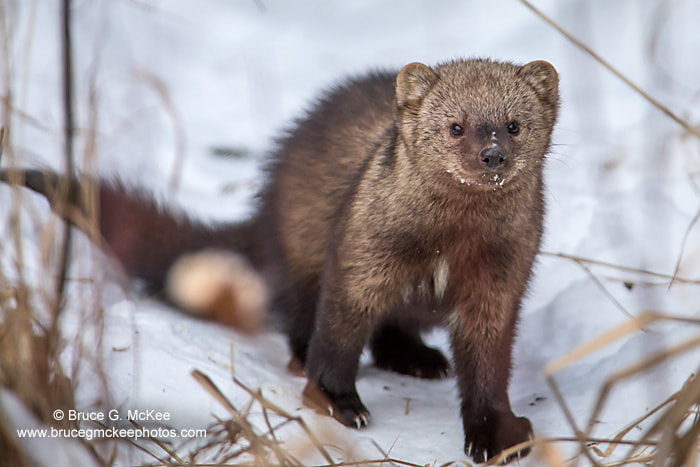 Photo of a Fisher - a brown mammal with a busshy tail