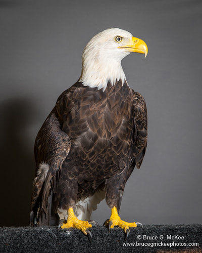 Bald Eagle photo