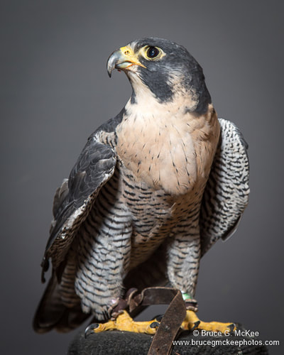 Peregrine Falcon photo