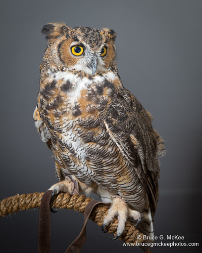 Great Horned Owl photo